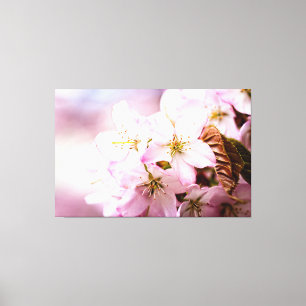 En massa rosa Sakura mot en rosa bakgrund Canvastryck