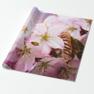 En massa rosa Sakura mot en rosa bakgrund Presentpapper