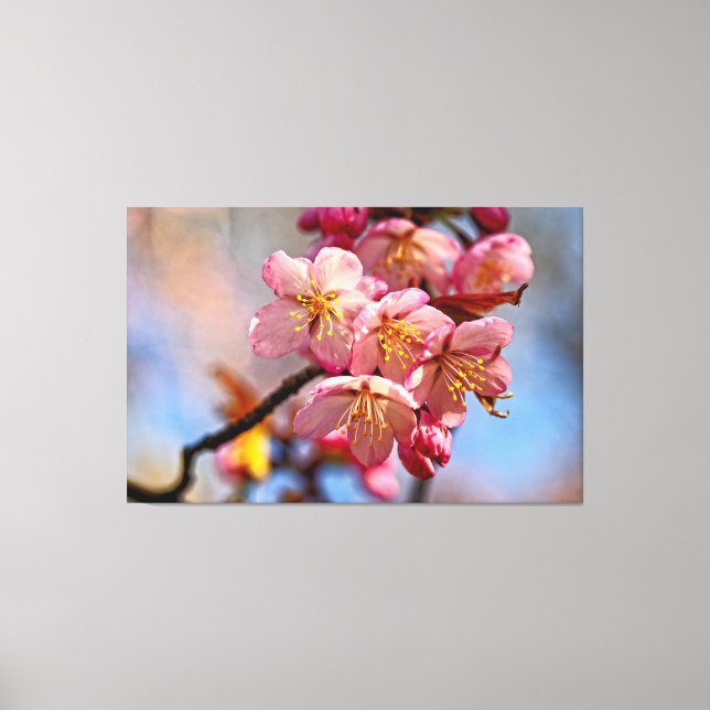 En massa söta Sakura-körsbärsblommor på våren Canvastryck (Framsida)