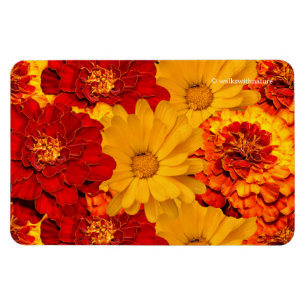 En medley av röda gula och orange ringblommar magnet