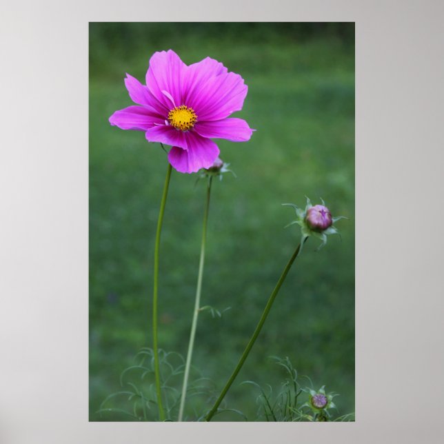 En mexicansk Aster Poster (Framsidan)