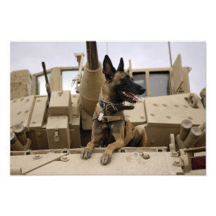 En militär funktionsduglig hund sitter på en M2A Fototryck