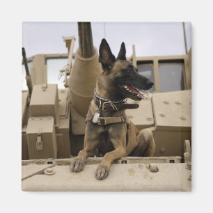 En militär funktionsduglig hund sitter på en M2A Magnet