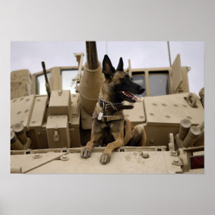 En militär hund sitter på M2A3 Poster