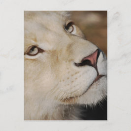 En mjuk lejon ansikte syd-Afrika Vykort