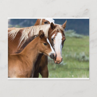 En moders kärlek vykort