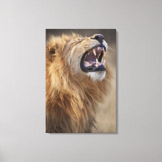 En mogen manlig lejon (Panthera leo) i Savuti Canvastryck