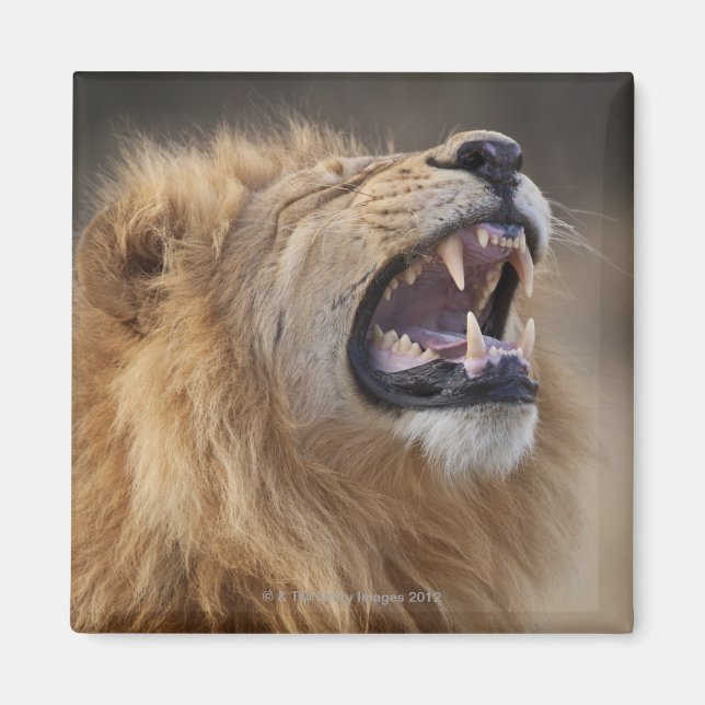 En mogen manlig lejon (Panthera leo) i Savuti Magnet (Framsidan)