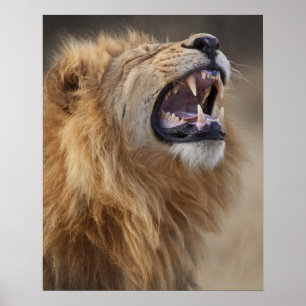 En mogen manlig lejon (Panthera leo) i Savuti Poster