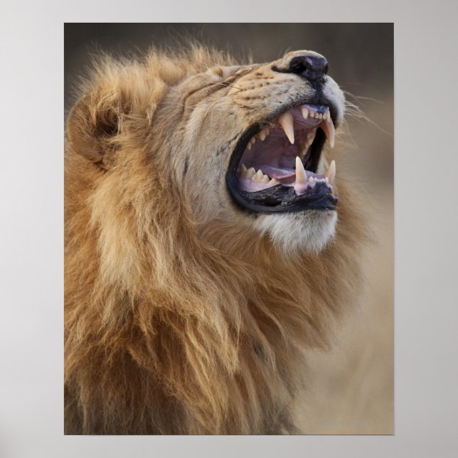 En mogen manlig lejon (Panthera leo) i Savuti Poster (Framsidan)