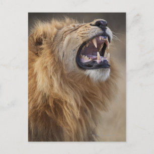 En mogen manlig lejon (Panthera leo) i Savuti Vykort
