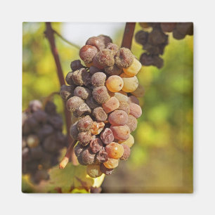 En möglig Semillon-druvklase på Ch Raymond Lafon Magnet