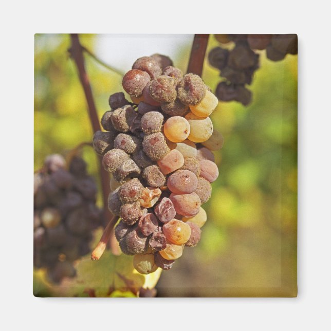 En moldy Semillon-druvklapp på Ch Raymond Lafon Magnet (Framsidan)