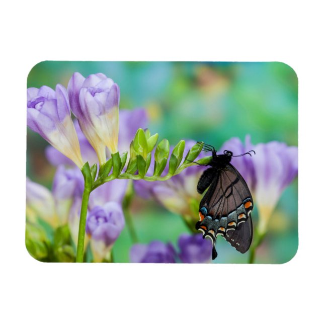 En monarkfjäril | Danaus Plexippus Magnet (Horisontell)