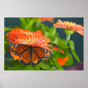 En monarkfjäril på orange zinnior poster