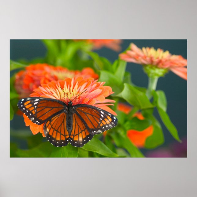 En monarkfjäril på orange zinnior poster (Framsidan)