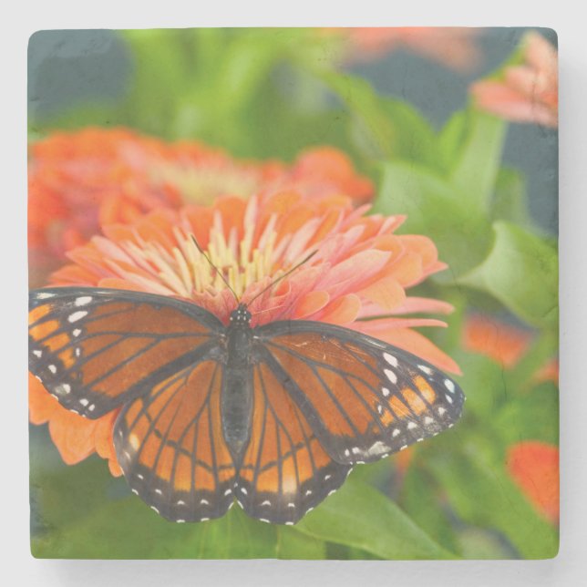 En monarkfjäril på orange zinnior stenunderlägg (Framsidan)