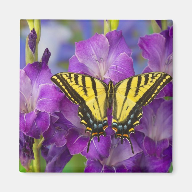 En monarkfjäril på purpurgladioler magnet (Framsidan)