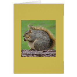 En mycket fet ekorre OBS kort