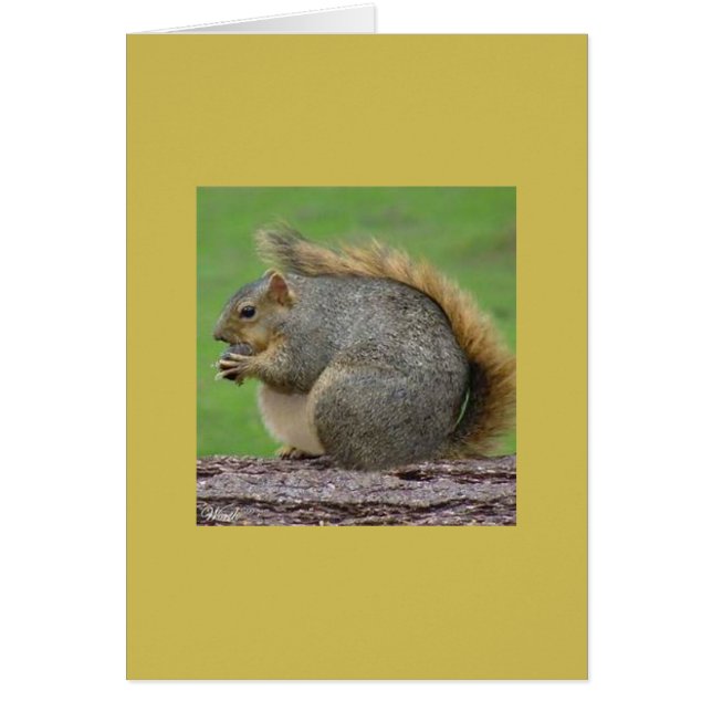 En mycket fet ekorre OBS kort (Framsidan)