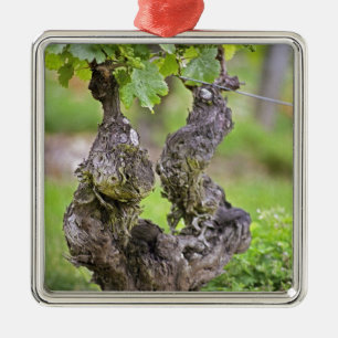 En mycket gammal vinplanta i vingården Clos de l'E Julgransprydnad Metall