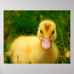 En mycket liten Duckling Poster
