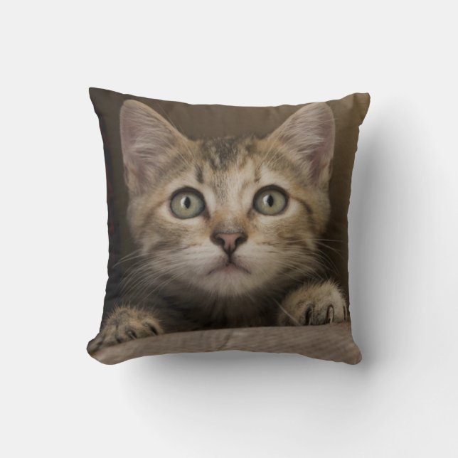 En mycket söt Tabbykattunge Kudde (Framsida)