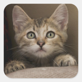 En mycket söt tablett Kitten Fyrkantigt Klistermärke