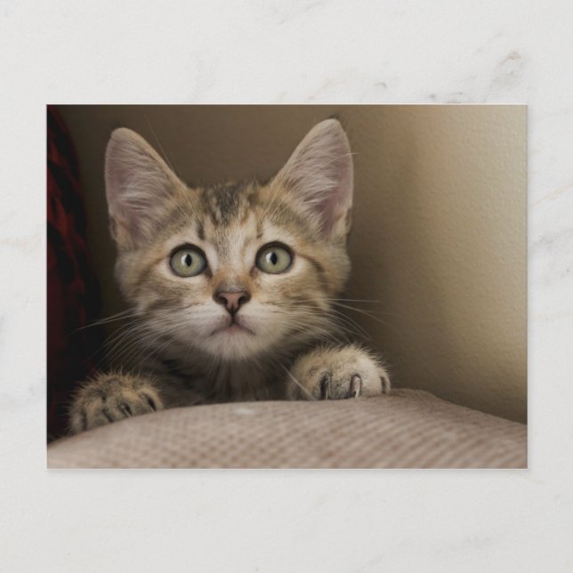 En mycket söt tablett Kitten Vykort (Framsida)