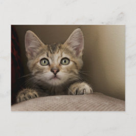 En mycket söt tablett Kitten Vykort
