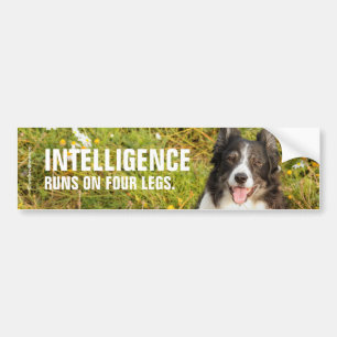 En mycket vänlig Gräns Collie Bildekal