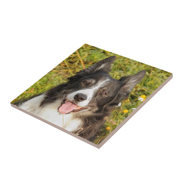 En mycket vänlig Gräns Collie Kakelplatta (Sidan)
