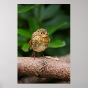 En nära anslutning till Charming Baby Robin Poster