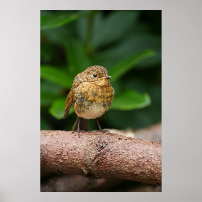 En nära anslutning till Charming Baby Robin Poster (Framsidan)