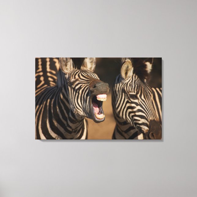 En nära Zebra som visar sina tänder. Canvastryck (Framsida)