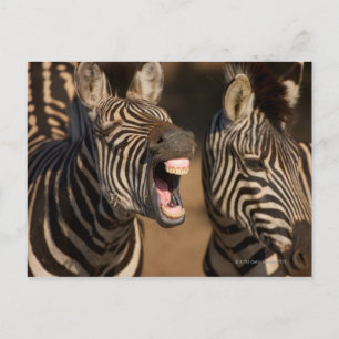 En nära Zebra som visar sina tänder. Vykort