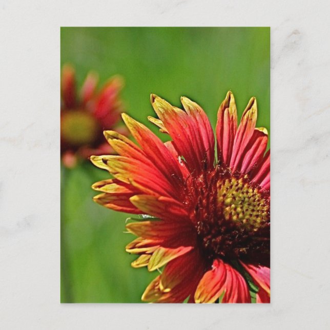 En närmare titt vykort (Framsida)