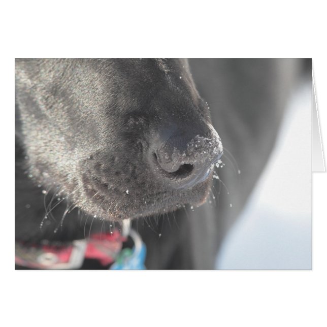 En näsa i vinter hälsningskort (Framsidan Horizontal)