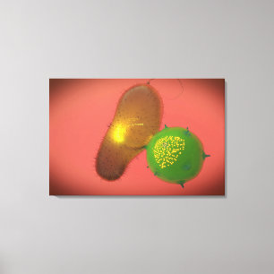 En naturlig Killer Cell Injects Toxin Canvastryck