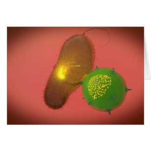 En naturlig Killer Cell Injects Toxin Hälsningskort