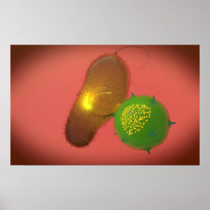 En naturlig Killer Cell Injects Toxin Poster