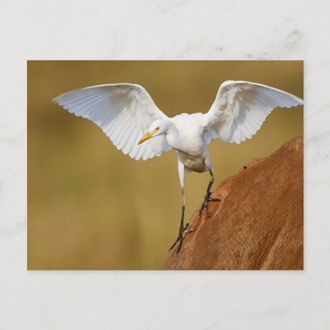 En nötkreaturEgret (bubulcusen Ibis) stiger ned Vykort (Framsida)