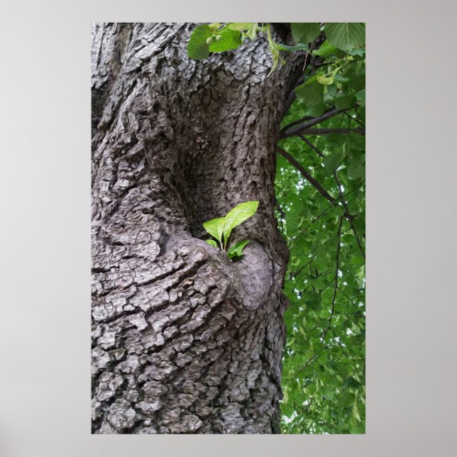 En ny kvist poster (Framsidan)