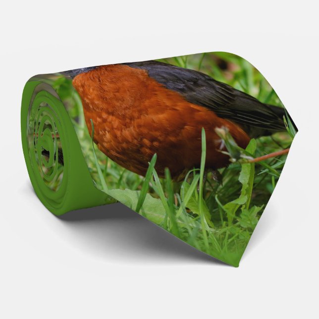 En Nyfiken amerikansk Robin Slips (Rullad)