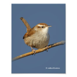 En Nyfiken Bewicks Wren i Träd Fototryck