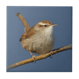 En Nyfiken Bewicks Wren i Träd Kakelplatta