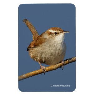 En Nyfiken Bewicks Wren i Träd Magnet