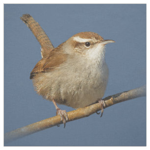 En Nyfiken Bewicks Wren i Träd Tyg