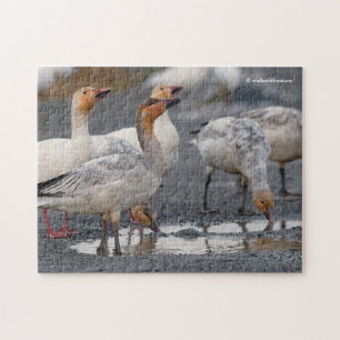 En nyfiken flock snögäss pussel