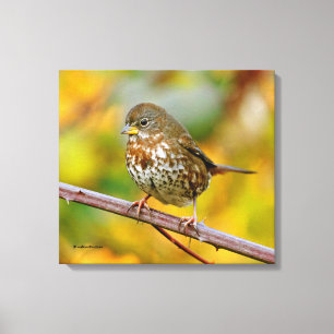 En Nyfiken Fox Sparrow i Blackberry Bush Canvastryck